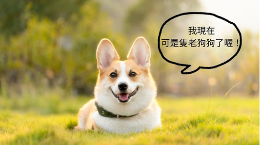 狗狗幾歲算老?一張圖看懂狗狗年齡換算,即早發現狗狗初老症狀